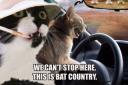 Bats!!