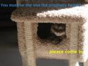 prophecy-cat-house.jpg